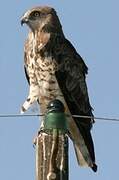 Short-toed Snake Eagle