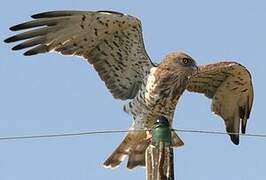 Short-toed Snake Eagle