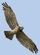 Short-toed Snake Eagle