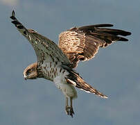 Short-toed Snake Eagle