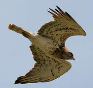 Short-toed Snake Eagle