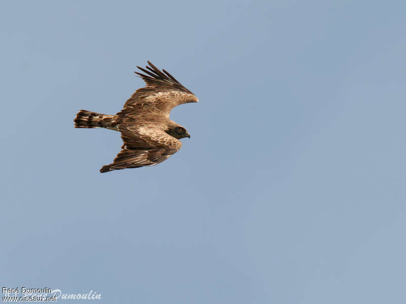 Short-toed Snake Eagleadult, pigmentation, Flight