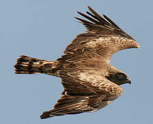 Short-toed Snake Eagle