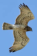 Short-toed Snake Eagle