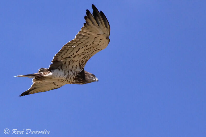 Short-toed Snake Eagleadult, Flight