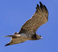 Short-toed Snake Eagle