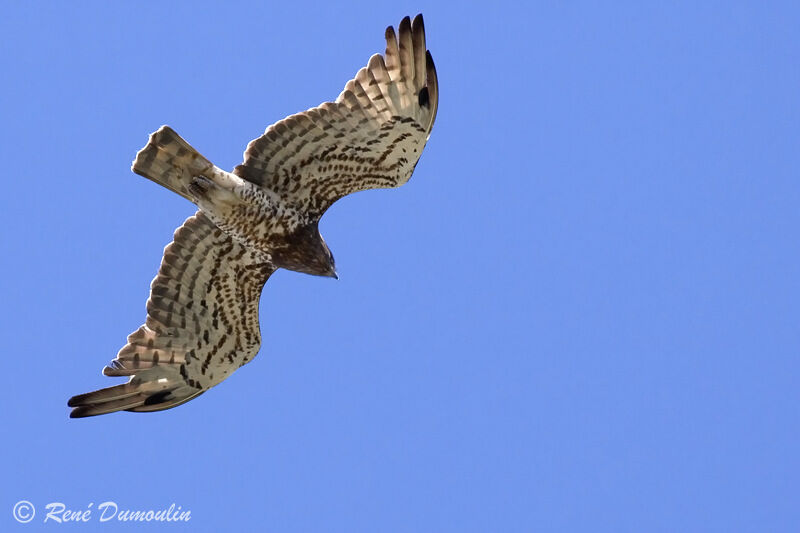 Short-toed Snake Eagleadult, Flight