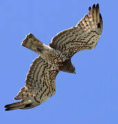 Short-toed Snake Eagle