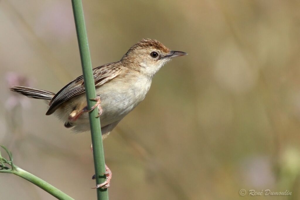 Zitting Cisticola male adult breeding, identification