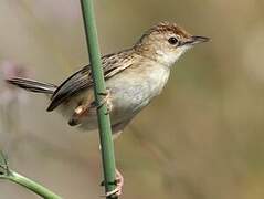 Zitting Cisticola