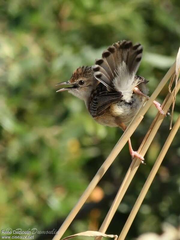 Zitting Cisticolaadult breeding, aspect, Behaviour