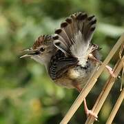 Zitting Cisticola