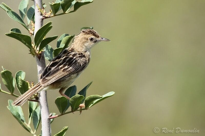 Zitting Cisticolaadult, identification