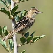 Zitting Cisticola