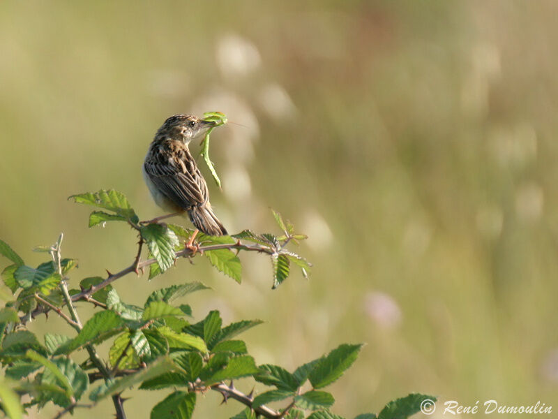 Zitting Cisticolaadult, feeding habits