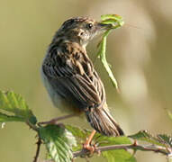 Zitting Cisticola