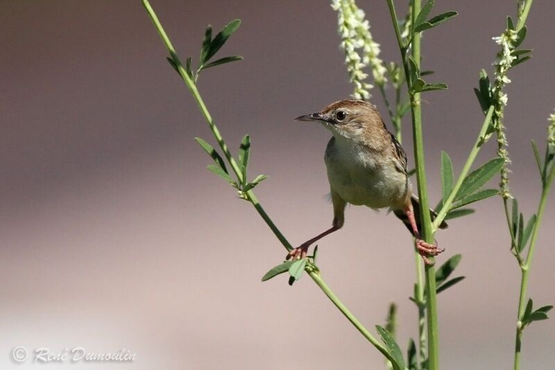 Zitting Cisticola male adult, identification