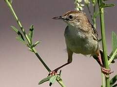 Zitting Cisticola