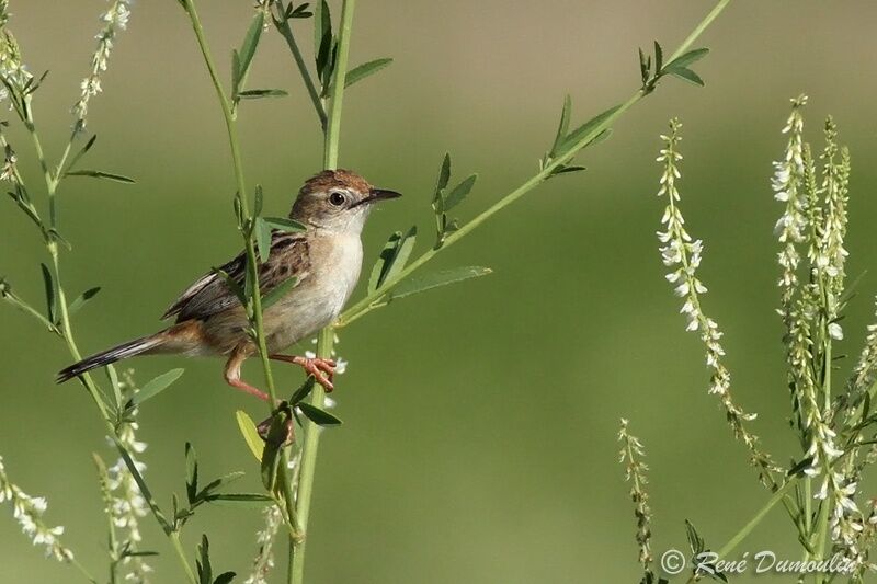 Zitting Cisticola male adult, identification