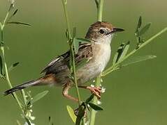 Zitting Cisticola