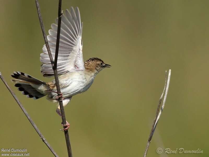 Zitting Cisticola male adult, aspect, pigmentation