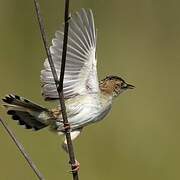 Zitting Cisticola