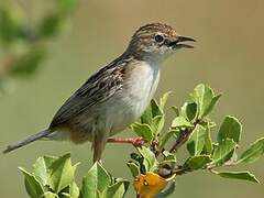 Zitting Cisticola