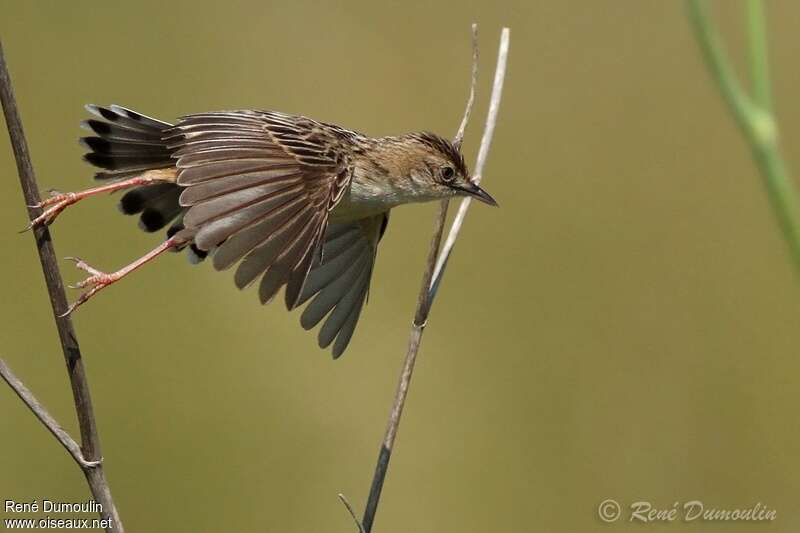 Zitting Cisticola male adult, aspect, pigmentation, Flight