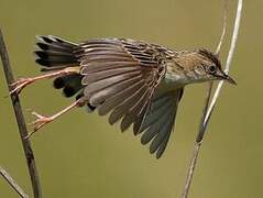 Zitting Cisticola