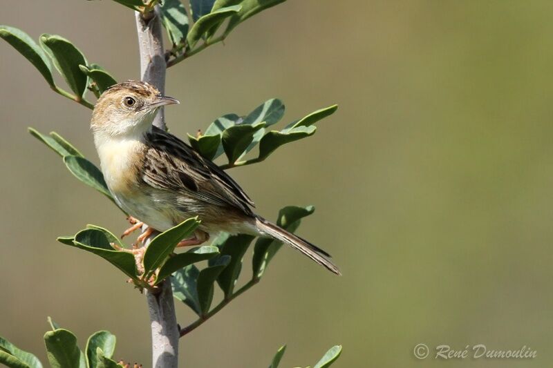 Zitting Cisticolaadult, identification