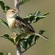 Zitting Cisticola