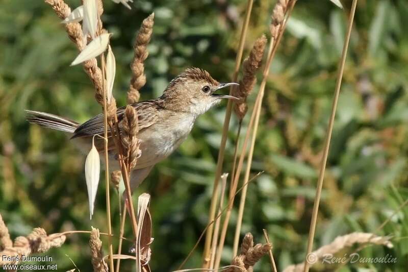 Zitting Cisticola male adult breeding, habitat, song