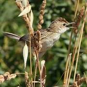 Zitting Cisticola