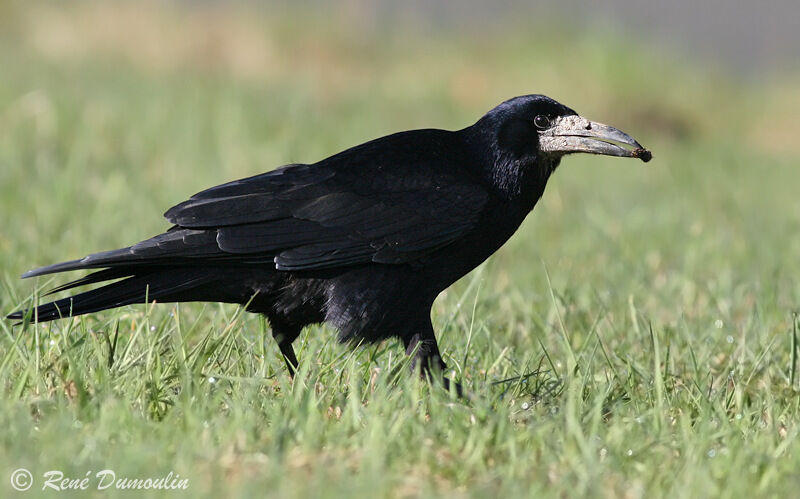 Corbeau freuxadulte