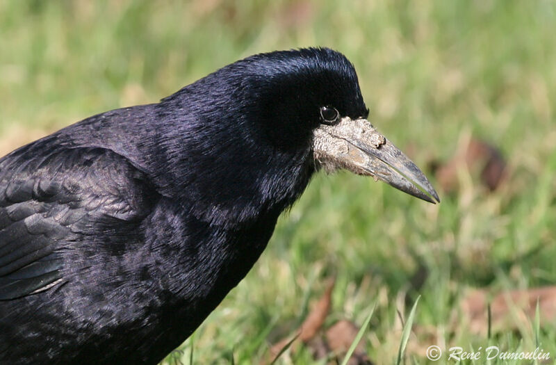 Corbeau freuxadulte