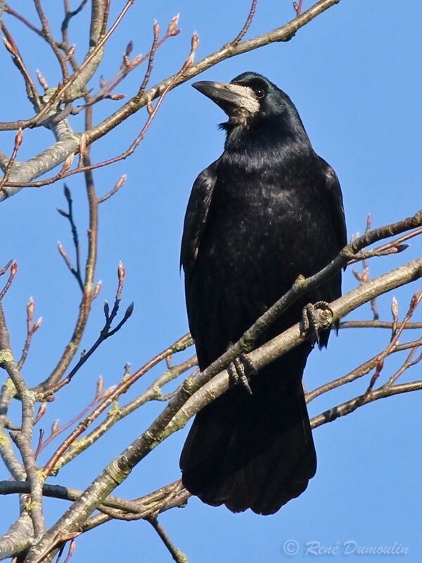 Corbeau freuxadulte, identification