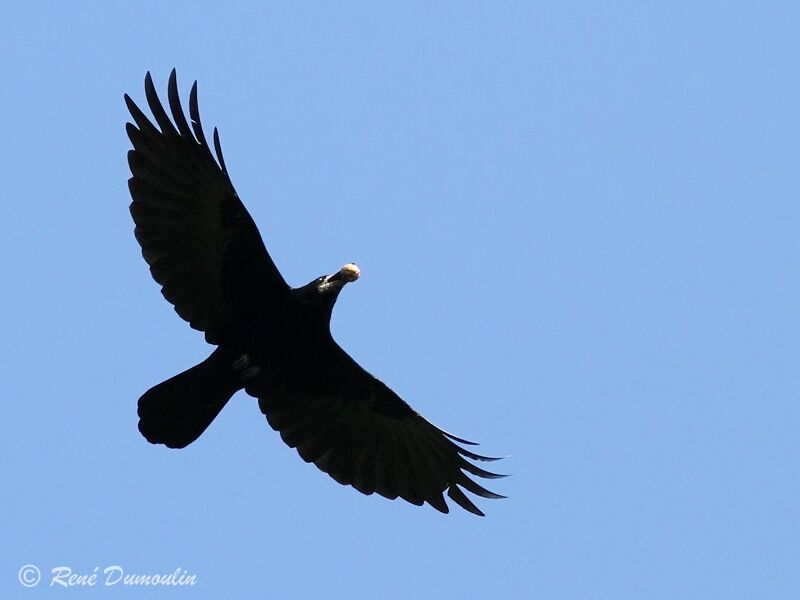 Corbeau freuxadulte, identification, Vol, régime