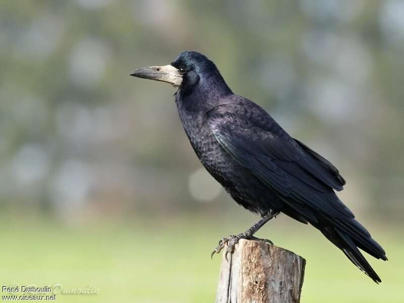 Rook Bird Facts  Corvus Frugilegus