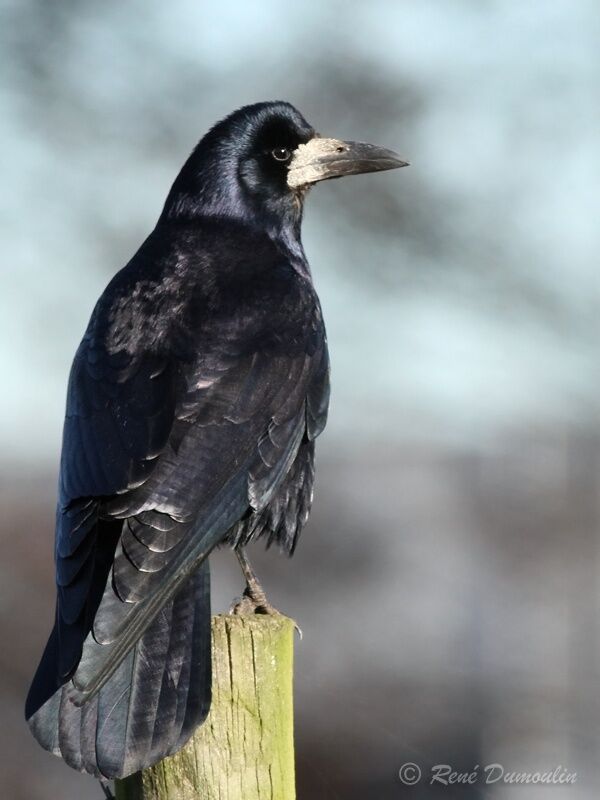 Corbeau freuxadulte, identification