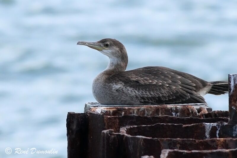 European Shagjuvenile, identification