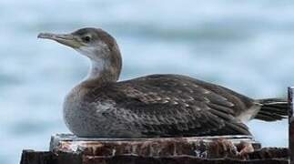 European Shag