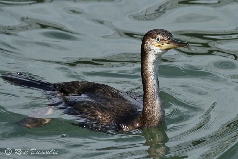 Cormoran huppéjuvénile, identification