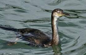 European Shag