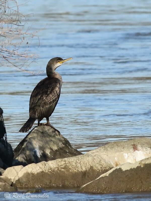 Cormoran huppé1ère année, identification