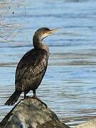 European Shag