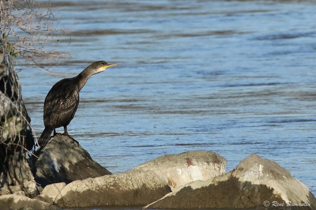 Cormoran huppé1ère année