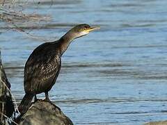 European Shag