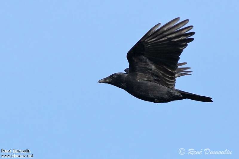 Carrion Crowadult, Flight