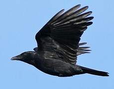 Carrion Crow