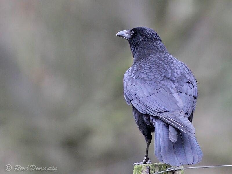 Carrion Crowadult, identification